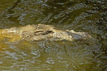 Nile Crocodile emerging from water Senegal