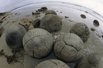 Hemisphärische Felsen am Strand von Moeraki Boulders