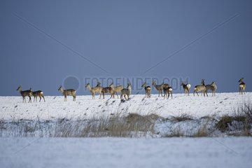 Herd of Roe-deers on the alarm on a snow-covered plain