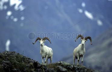 MÃ¤nnliche Dalls Schafe in Denali np Alaska
