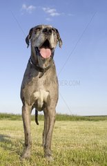 Portrait d'un mâle de Dogue Allemand de 5 ans dans un champ