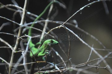 Green Tree Gecko North Island New Zealand