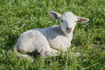 Cross lamb charolais lying in the grass France