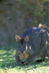 Rufous wallaby going in the grass Australia
