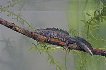 Male Great crested newt on a branch under water