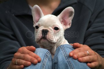 Pup French Bulldog on legs of its mistress France