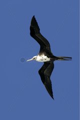 Großer Fregattbird Atoll von Cosmolédo Seychellen [at]