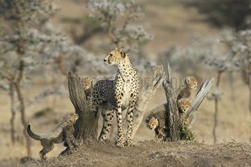 Female Cheetah and 2 month old young Masaï Mara Kenya
