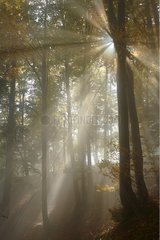Sun piercing through beech forest in autumn