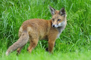 Red Fox Cub 3 Monate alt vorsichtig in England