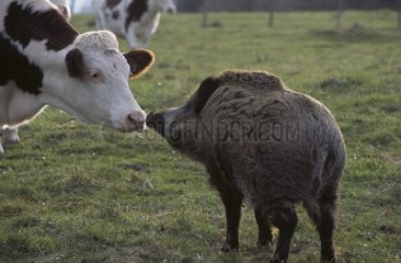 Tête à tête entre une vache Montbéliarde et femelle sanglier