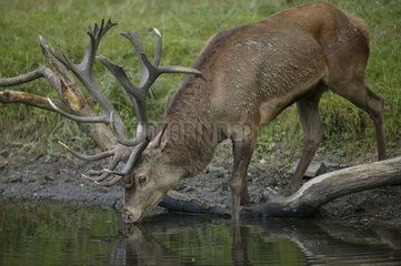 Deer Automn Rutting periode