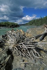 Tree failed on the bank of the Liard river Canada