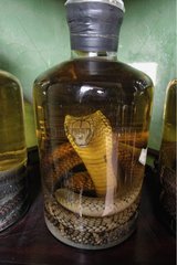 Flaschen Cobra auf der Vorderseite eines Geschäfts VIêt Nam