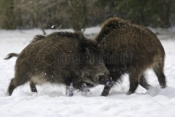 Wildschweine unter Schnee Schleswig-Holstein Deutschland