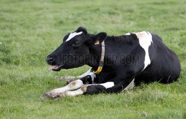 A Holstein cow lying in the meadow and coughing