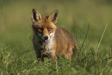 Red fox in a meadow Calvados France