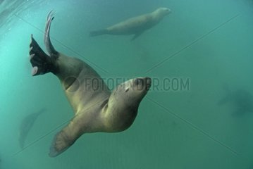Südamerikanischer Seelöwen schwimmen Patagonien Argentinien