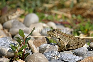 Grüner Frosch am Rande eines Teichs des Provence Garden [at]