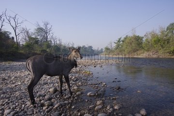 Nilgai crossing the river in Bardia NP Nepal