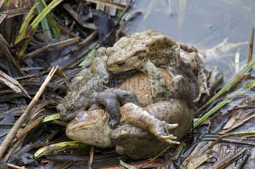 Death by asphyxiation in a female toad with too many hugs