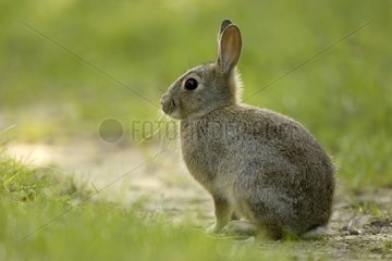 Garenne Kaninchen auf einem Weg im Wald von Verlust Frankreich