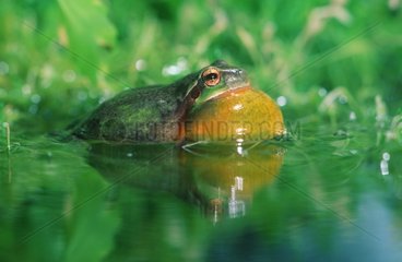 Tree frogs male croaking