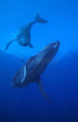 Humpback whales swimming the Austral Islands