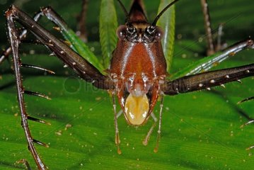 Portrait of a Grasshopper French Guiana