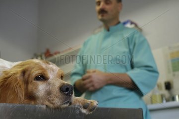 Dog spaniel on lookup table of a veterinary surgeon