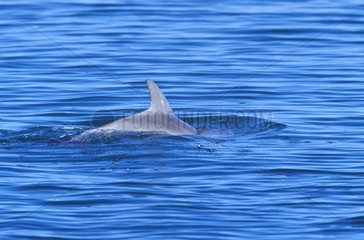 Dorsal fin of a Bottlenose dolphin Australia