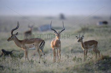 Impala in savanna Masaï Mara Kenya