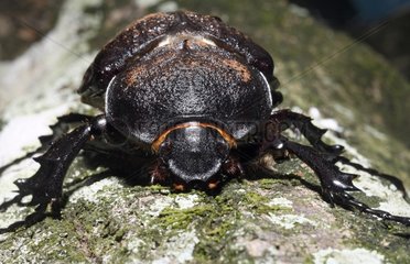 Scarab Beetle in rainforest Brazil