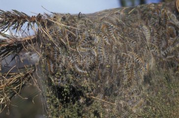 Pin -Prozessionäre  die ein Nest auf einem Zweig bilden