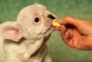 Welpen französische Bulldogge essen eine Delikatesse belohnt