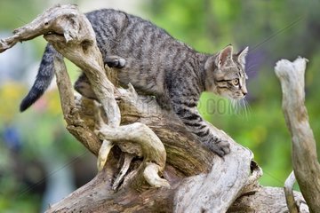 Tabby -Katze in Beobachtung auf einem Wurzel -Oberbruck