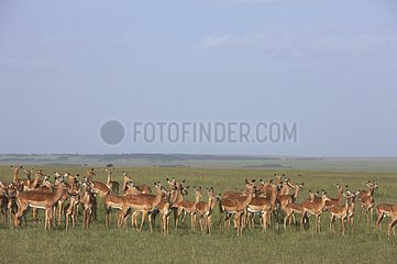 Harem of Impalas Masai Mara Reserve Kenya