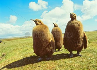 Chicks of king penguin Falklands