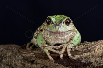 The Andean marsupial tree frog (Gastrotheca riobambae) has a unique breeding behavior in having a pouch to carry eggs and tadpoles in.