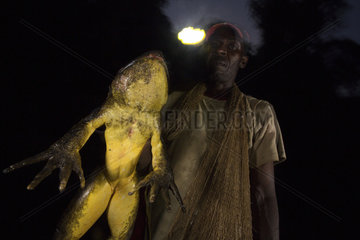 Goliath frog (Conraua goliath) Hunted for food. Bush meat. Cameroon