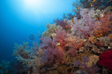 Coral reef covered with Soft coral  Suakin Archipelago  Sudan  Red Sea.