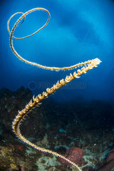Spiral wire coral (Cirripathes spiralis)  Martinique