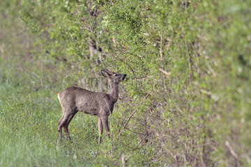 Roe deer (Capreolus capreolus) grazing a hedge  Nievre  Burgundy  France