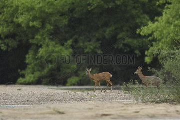 Roe deer (Capreolus capreolus) couple in the rain  Secondary arm of the Loire  Nievre  Burgundy  France