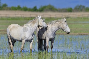 Camargue horses in a swamp  Aiguamolls del Emporda  Spain