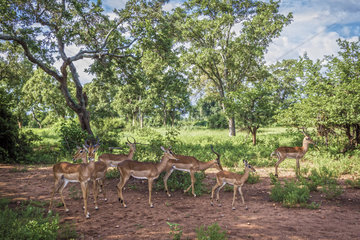 Common Impala (Aepyceros melampus) in Kruger National park  South Africa.