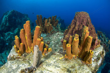 Yellow Tube Sponge (Aplysina fistularis) and Barrel Sponge (Xestospongia muta)  Martinique