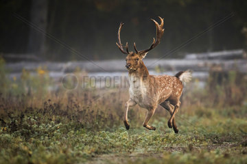 Fallow deer (Dama dama)  male in search of female  Bell fallow deer in October  Alsace  France