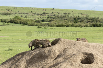 Banded Mango (Mungos mungo)  troop on a termite mound in its territory  Masai-Mara Reserve  Kenya