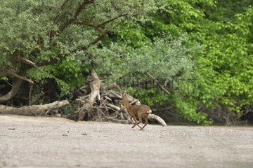 Roe deer (Capreolus capreolus) running on a sandy beach of the Loire  Nievre  Burgundy  France